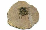 Flying Ceratonurus Trilobite - Top Quality Prep #381564-3